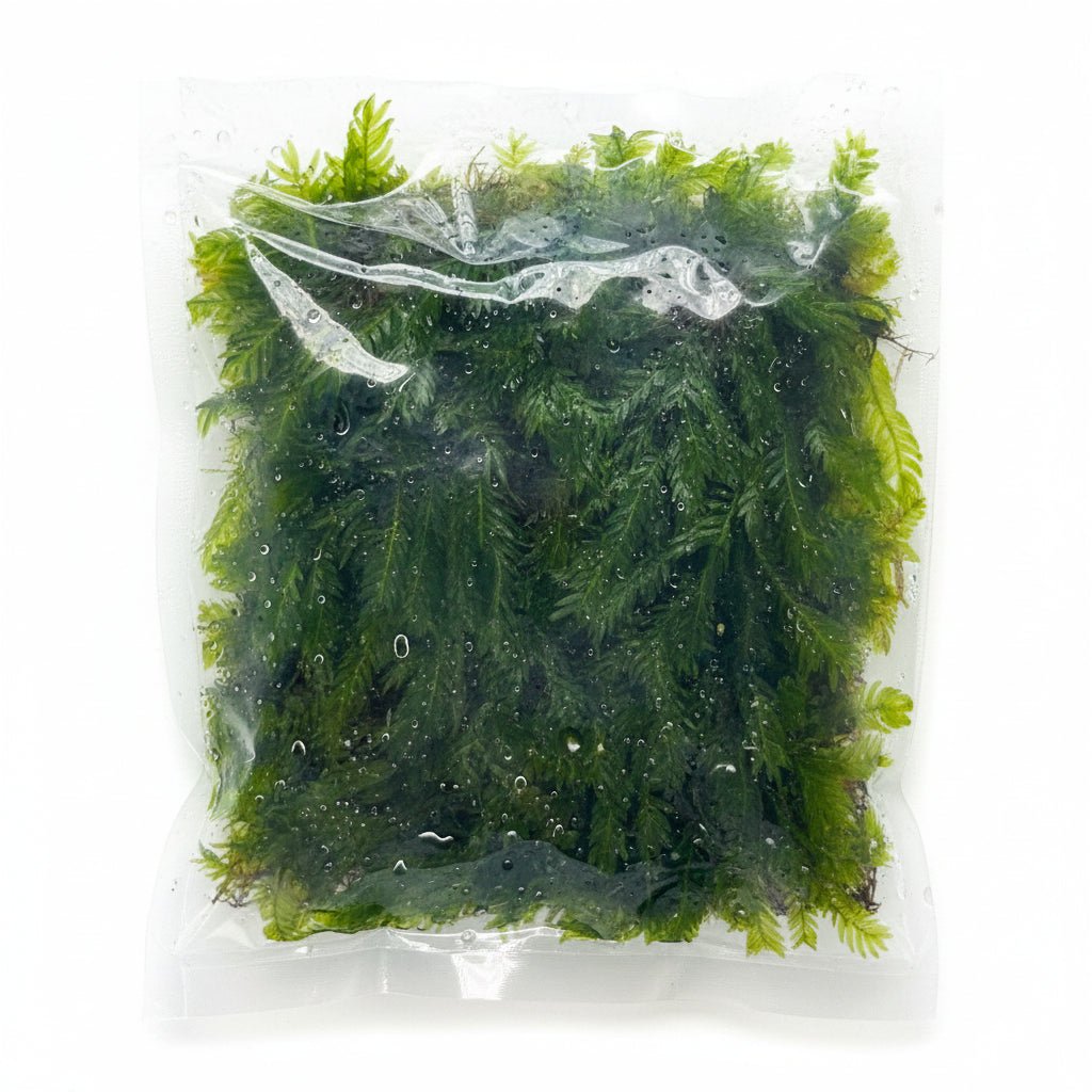 Fissidens nobilis on Pad - WP1546 | Potted Plants | Largest Tropical Fish Selection at Your Local Fish Store