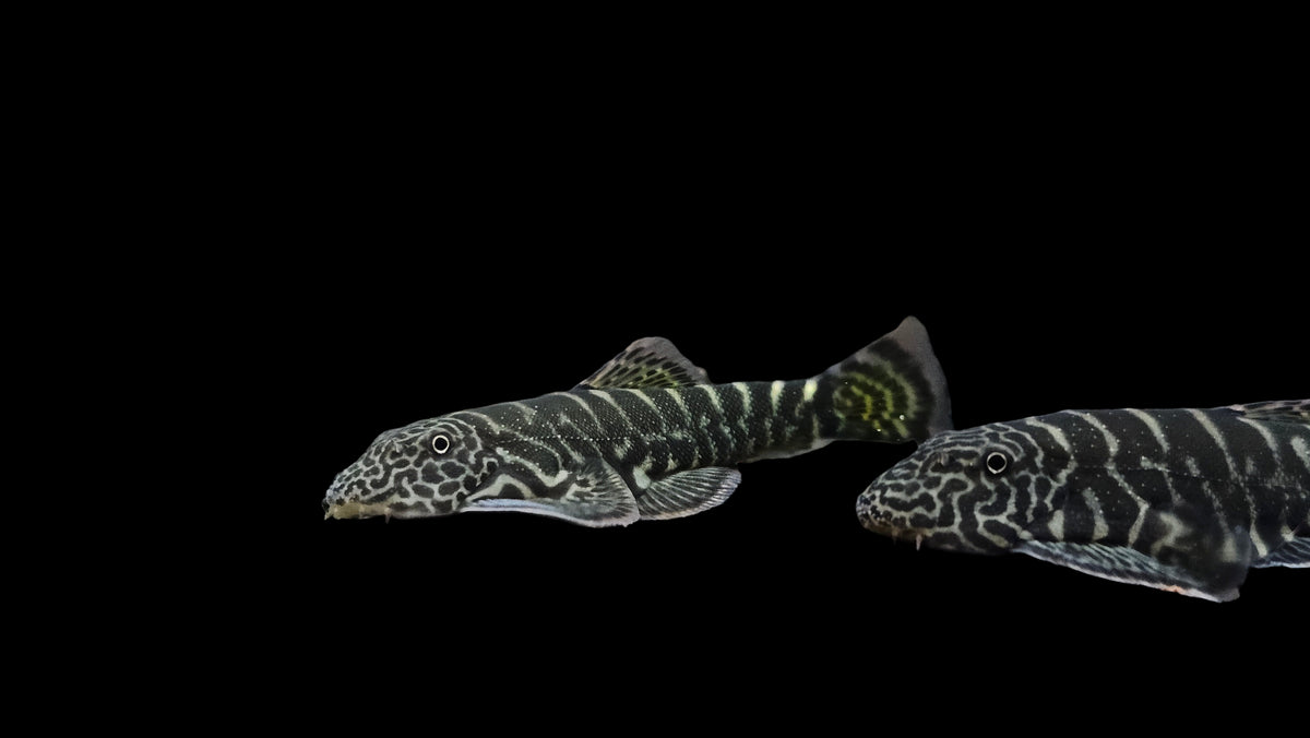 Striped Yellow Tail Borneo Loach (Gastromyzon SK04) 4-5cm