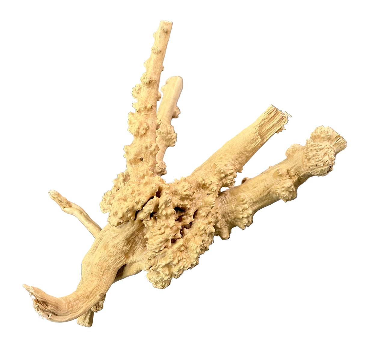 Piece of Spiderwood