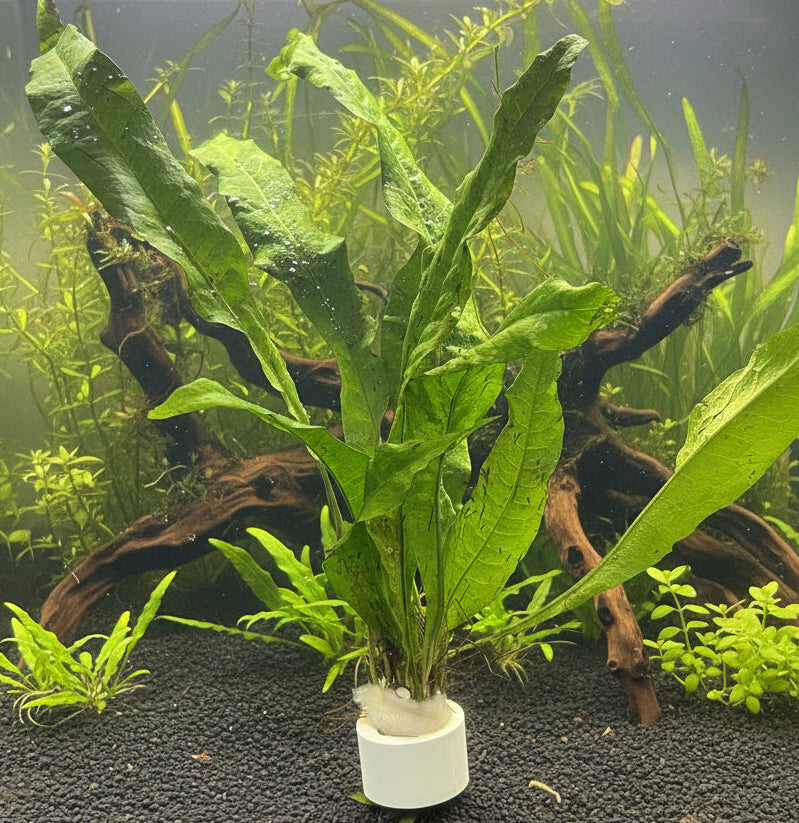 Microsorum pteropus