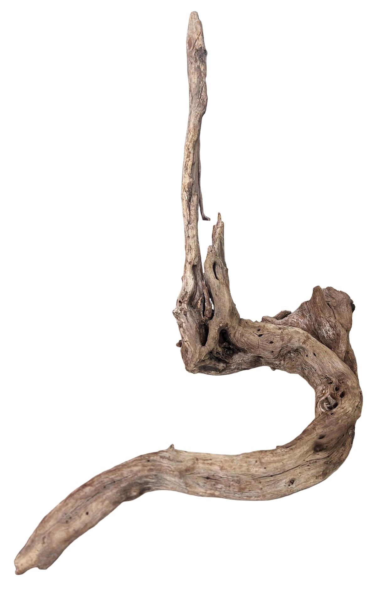 Malaysian Mangrove Sinking Driftwood