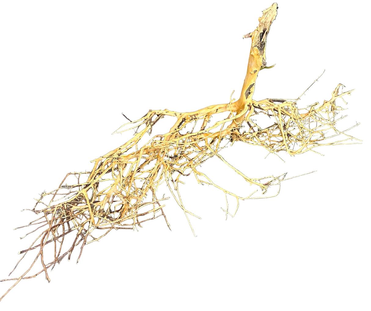 W.Y.S.I.W.Y.G.- 2007 - Thailand Branch Wood | Substrates & Hardscape | Largest Tropical Fish Selection at Your Local Fish Store