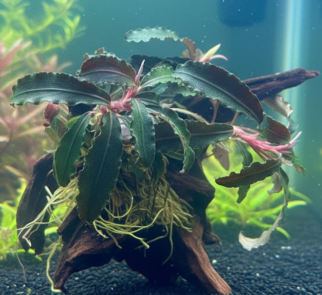 Bucephalandra kedakang on small driftwood - DW1535 | Potted Plants | Largest Tropical Fish Selection at Your Local Fish Store