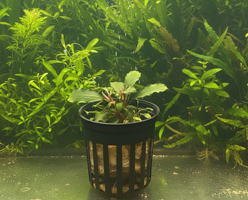 Bucephalandra brownie ghost ulu kapus Potted