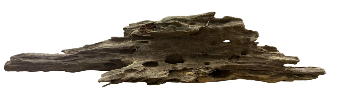 Texture / Shrimp Driftwood