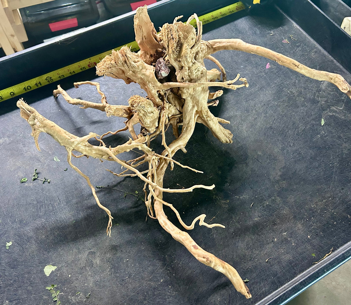 W.Y.S.I.W.Y.G.- 604 - Large Piece of Spiderwood