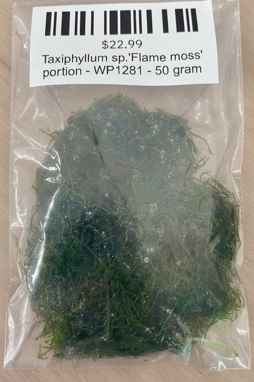 Taxiphyllum sp.'Flame moss' portion