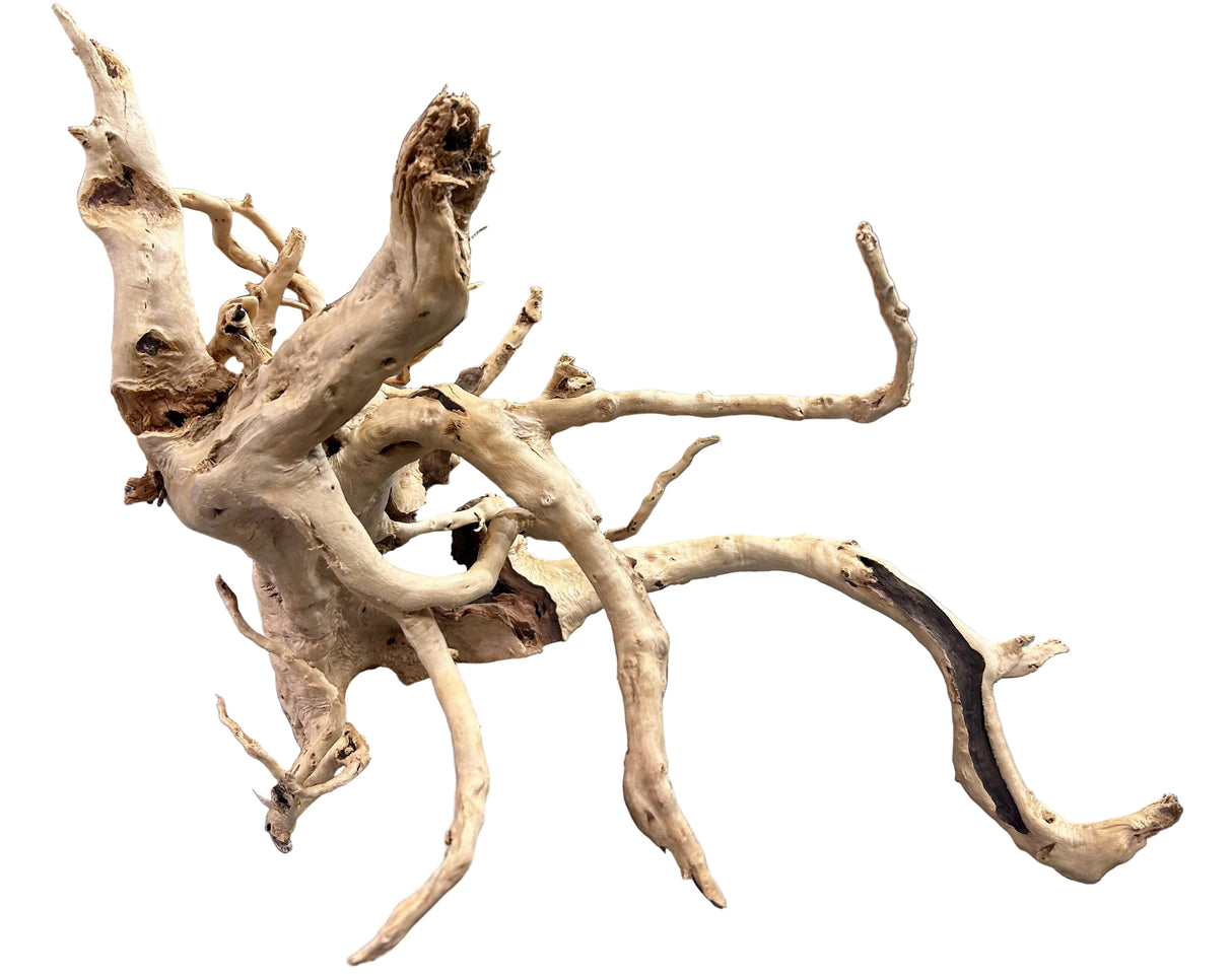 Large spiderwood