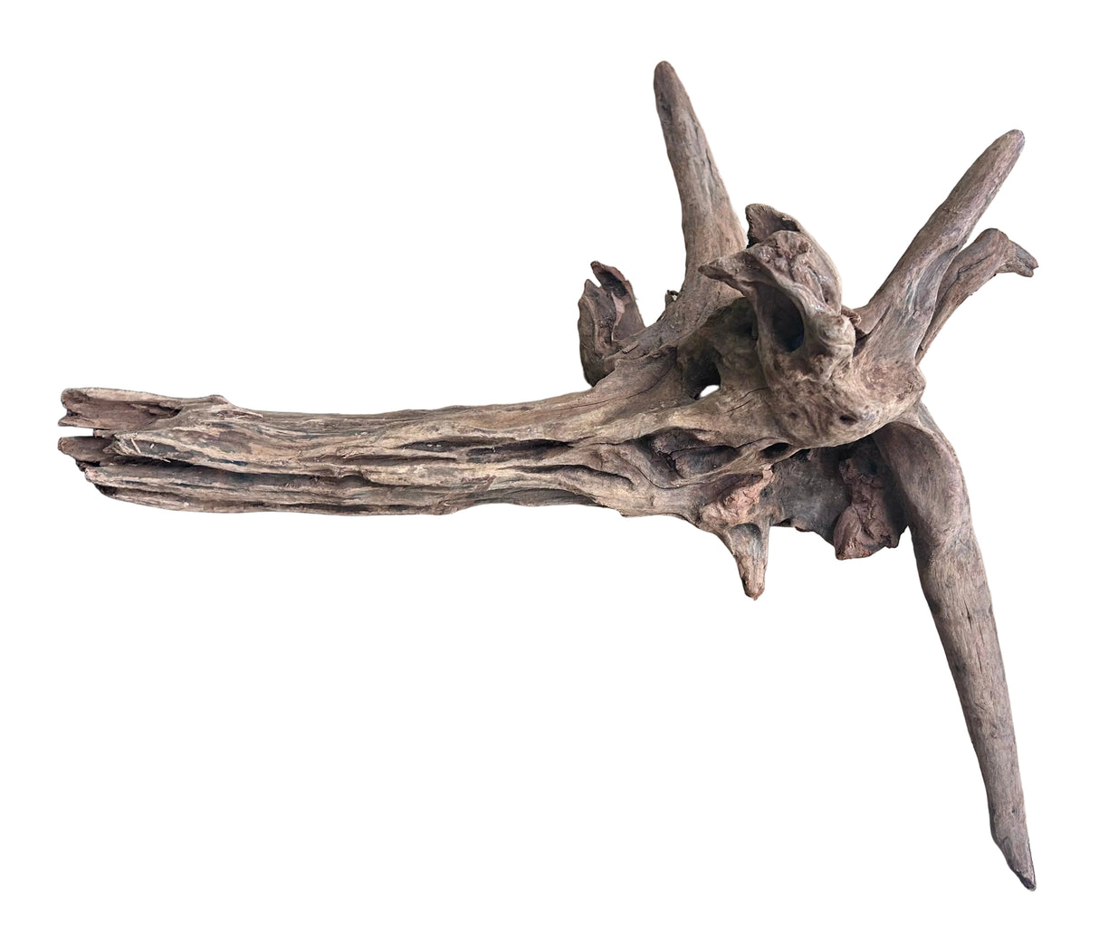 Malaysian Mangrove Sinking Driftwood