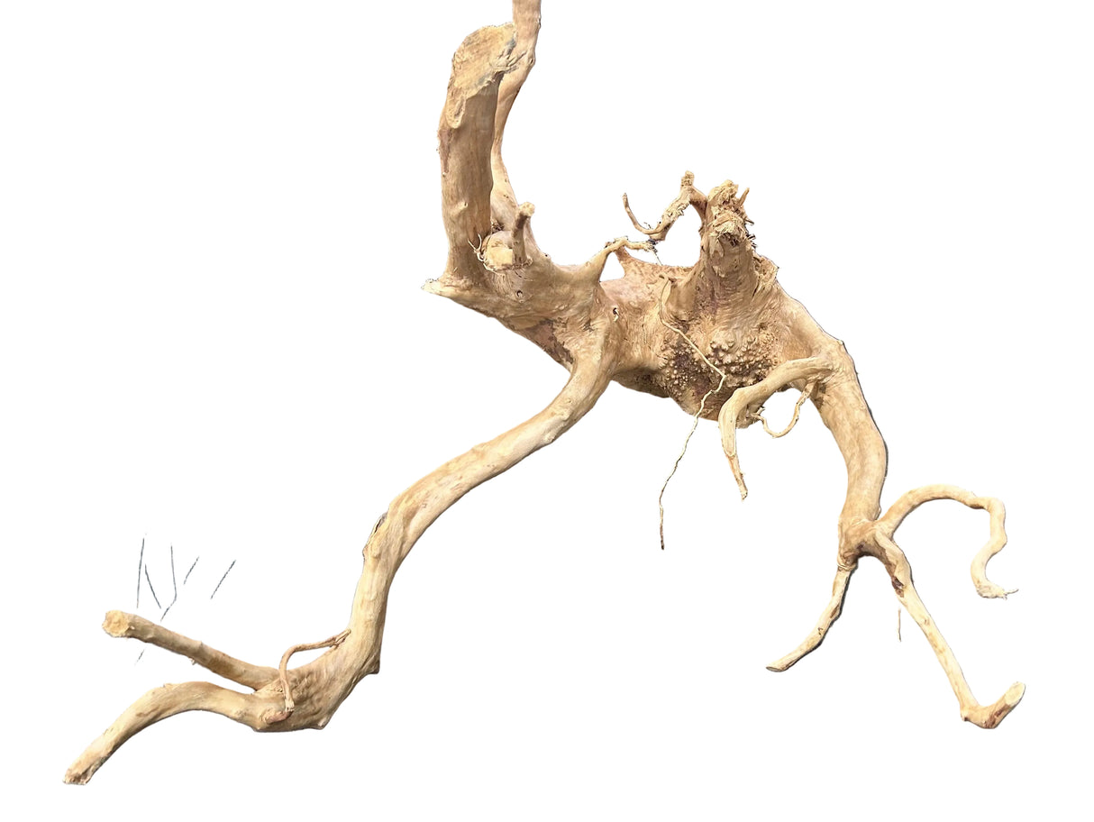 Large Piece of Spiderwood