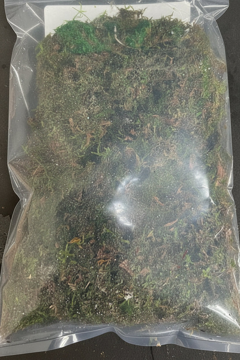 Vesicularia dubyana (Java moss) Portion - WP223