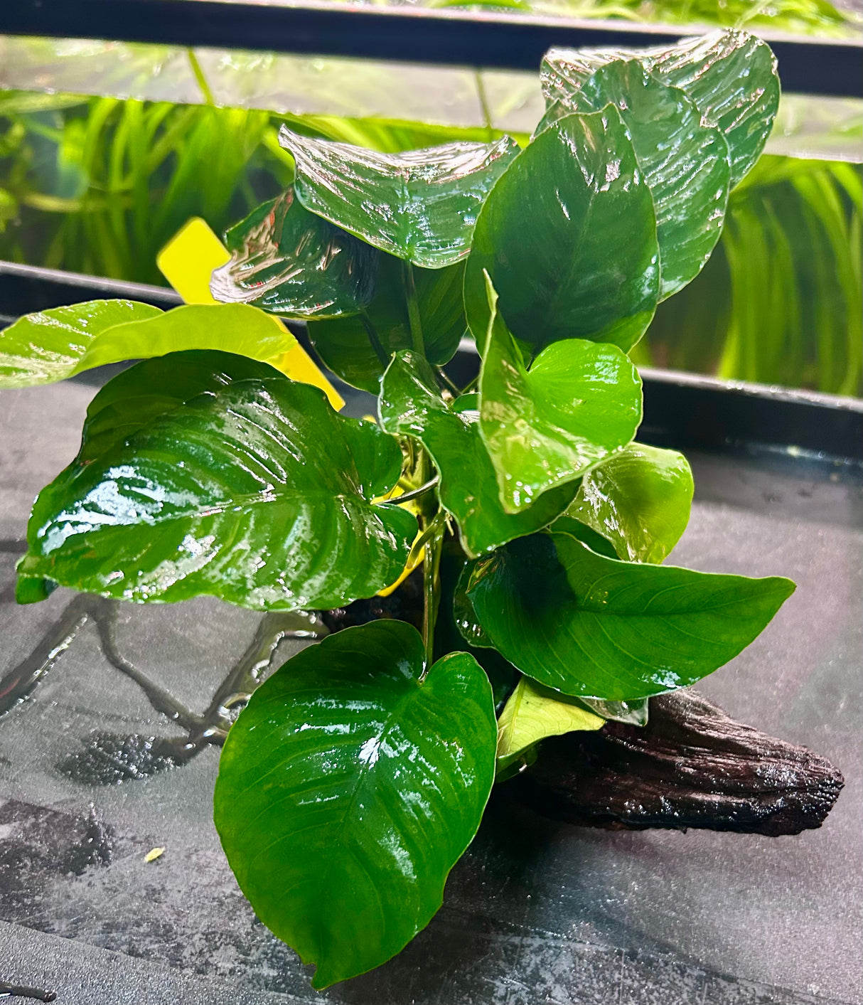 Anubias b.var.barteri 'Broad leaf' on X Medium Wood- DW0504 | Potted Plants | Largest Tropical Fish Selection at Your Local Fish Store