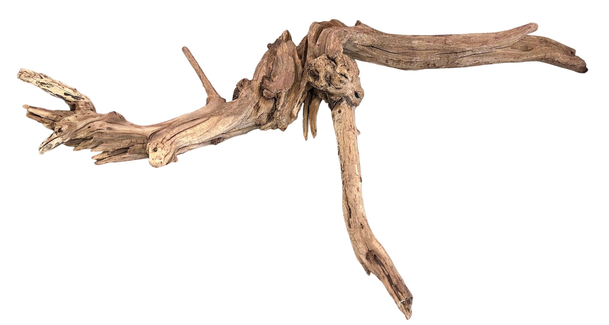 Malaysian Mangrove Sinking Driftwood