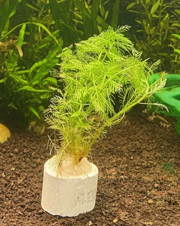 Myriophyllum matogrossense 'Green Form' - Bare Root - WL555 | Potted Plants | Largest Tropical Fish Selection at Your Local Fish Store