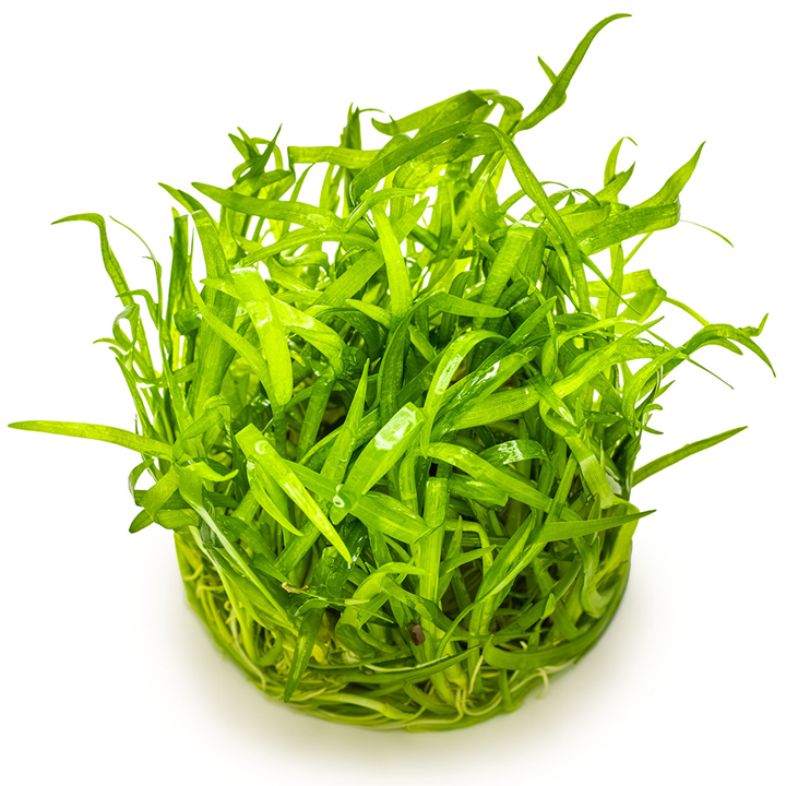 Sagittaria subulata 079TC