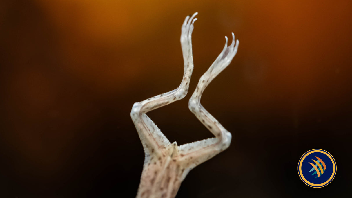 Platinum African Dwarf Frog (Hymenochirus Boettgeri) | Other Livestock | Largest Tropical Fish Selection at Your Local Fish Store