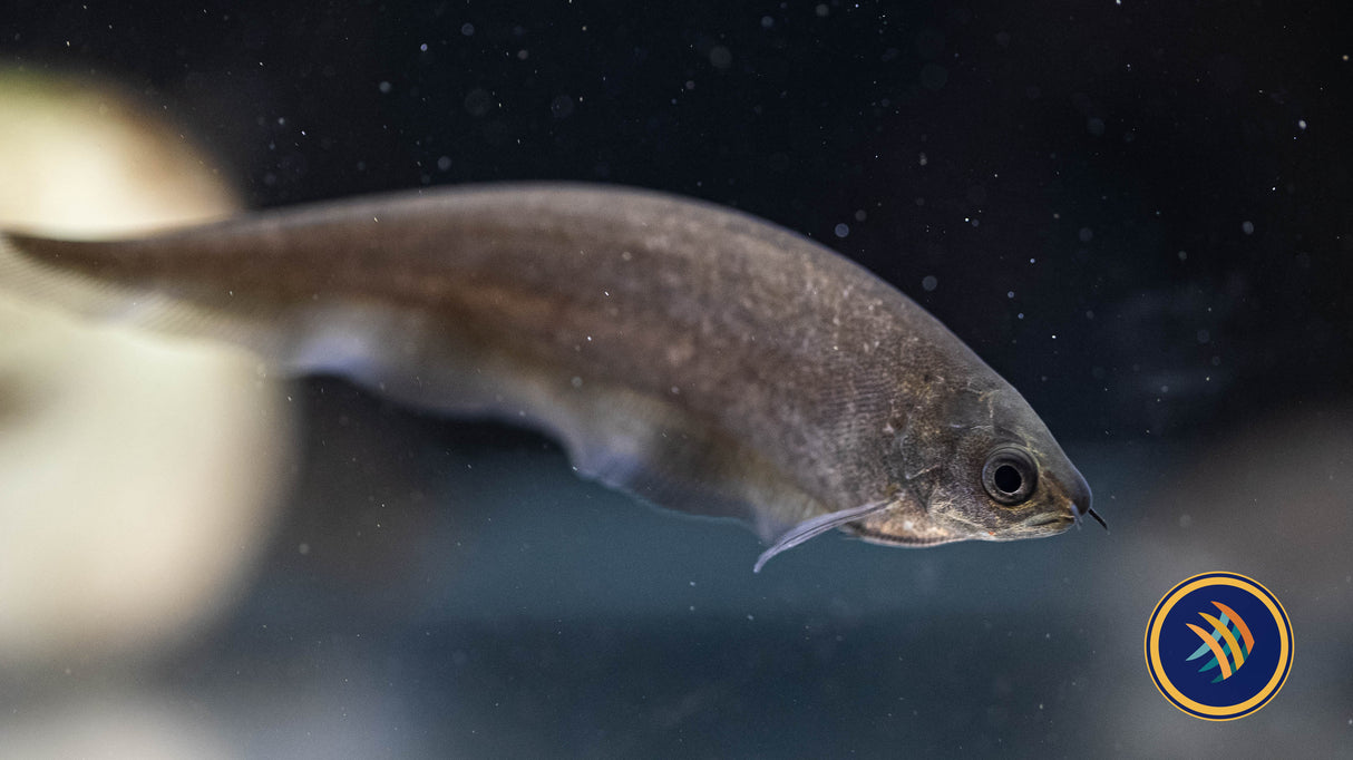 African Knifefish (Xenomystus nigri) 12-15cm (Aquarium Glaser) | Other Livestock | Largest Tropical Fish Selection at Your Local Fish Store