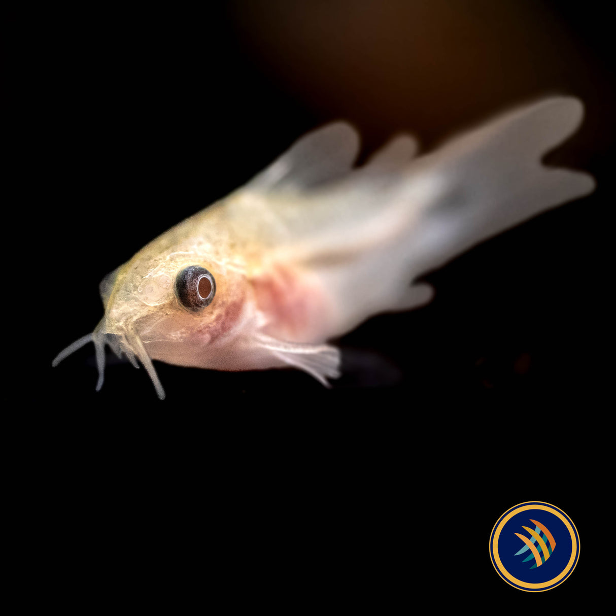 Albino Pygmy Corydoras (Corydoras pygmaeus 'Albino') | Catfish Loaches & Plecos | Largest Tropical Fish Selection at Your Local Fish Store