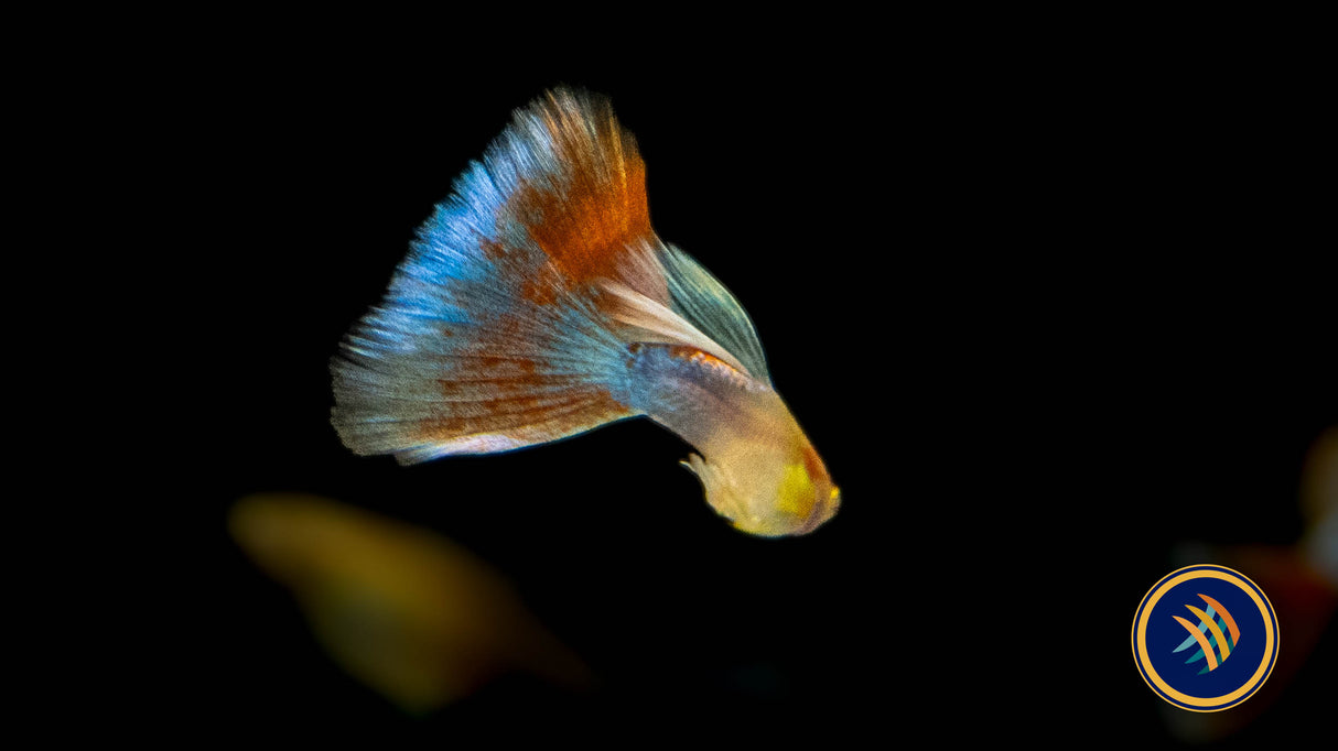 Fancy Guppy Pair Albino Red Tail | Livebearers | Largest Tropical Fish Selection at Your Local Fish Store