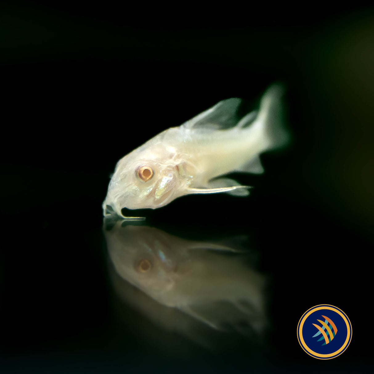 Albino Corydoras (Corydoras aeneus var. albino) 3-4cm | Catfish Loaches & Plecos | Largest Tropical Fish Selection at Your Local Fish Store