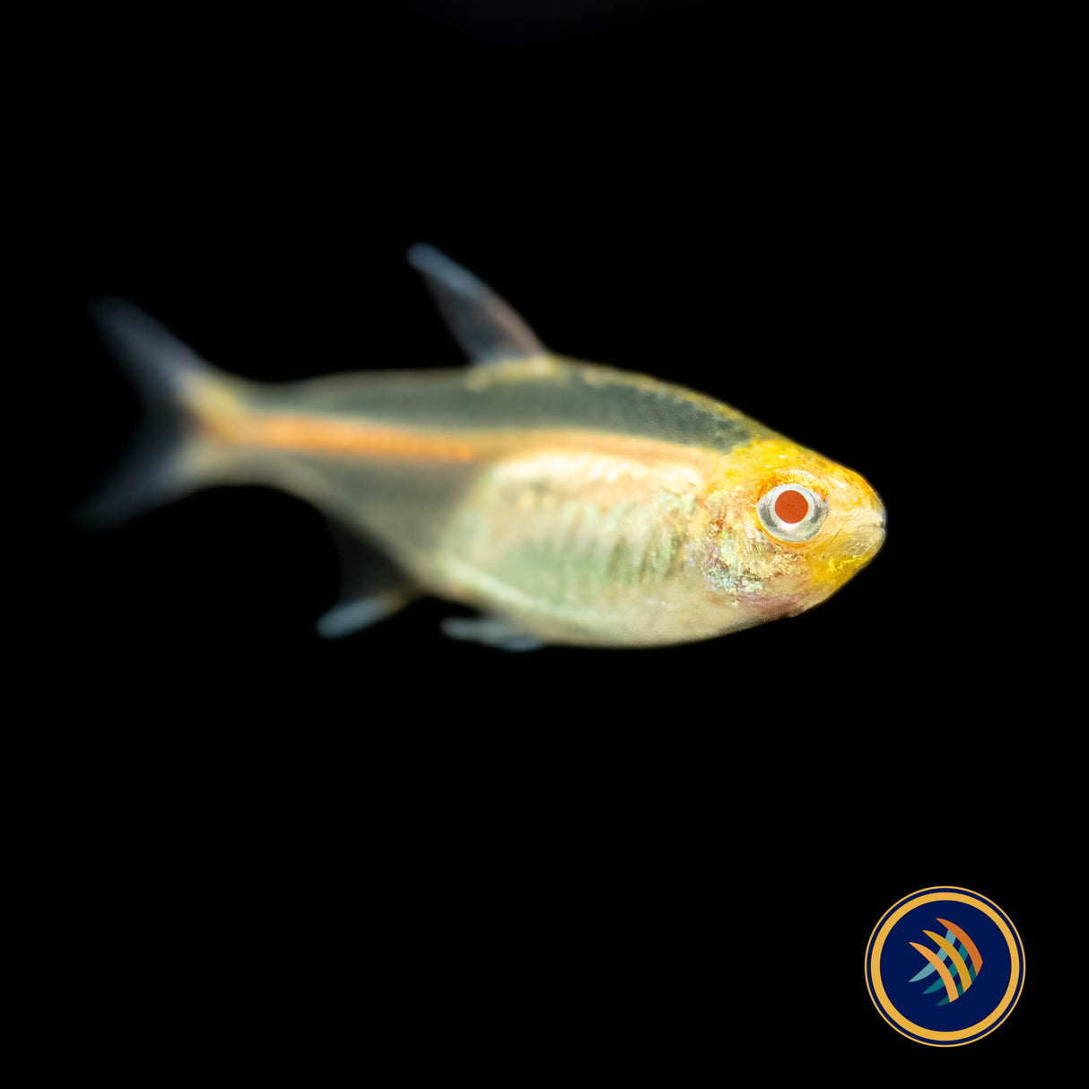 Albino Glowlight Tetra (Hemigrammus erythrozonus) | Tetras Rasboras & Pencilfish | Largest Tropical Fish Selection at Your Local Fish Store