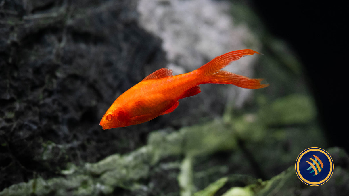 Albino Longfin Cherry Barb (Puntius titteya var. albino) 2-4cm | Goldfish Barbs & Minnows | Largest Tropical Fish Selection at Your Local Fish Store
