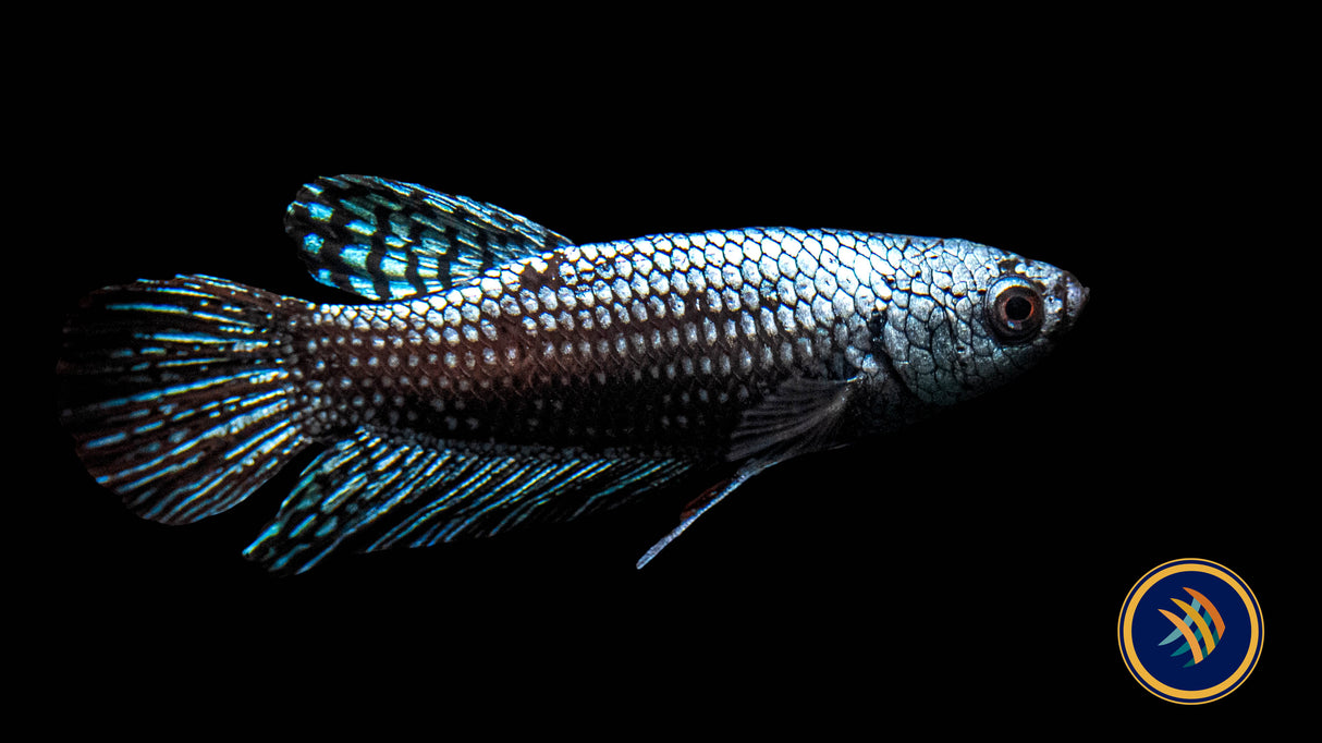 Alien Betta Male | Bettas | Largest Tropical Fish Selection at Your Local Fish Store