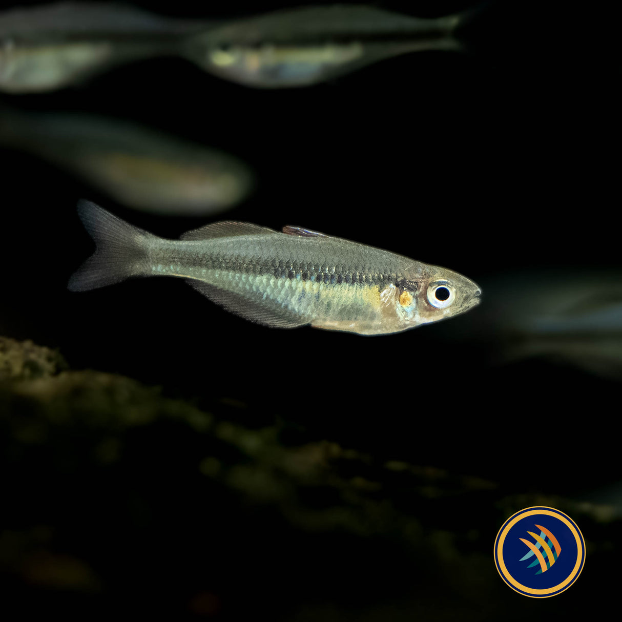 Alleni Rainbowfish (Chilatherina alleni) 3-4cm | Rainbowfish Killifish & Danios | Largest Tropical Fish Selection at Your Local Fish Store