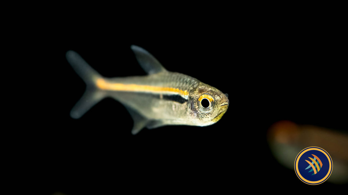 Amapá Tetra (Hyphessobrycon amapaensis) Med-Large | Tetras Rasboras & Pencilfish | Largest Tropical Fish Selection at Your Local Fish Store