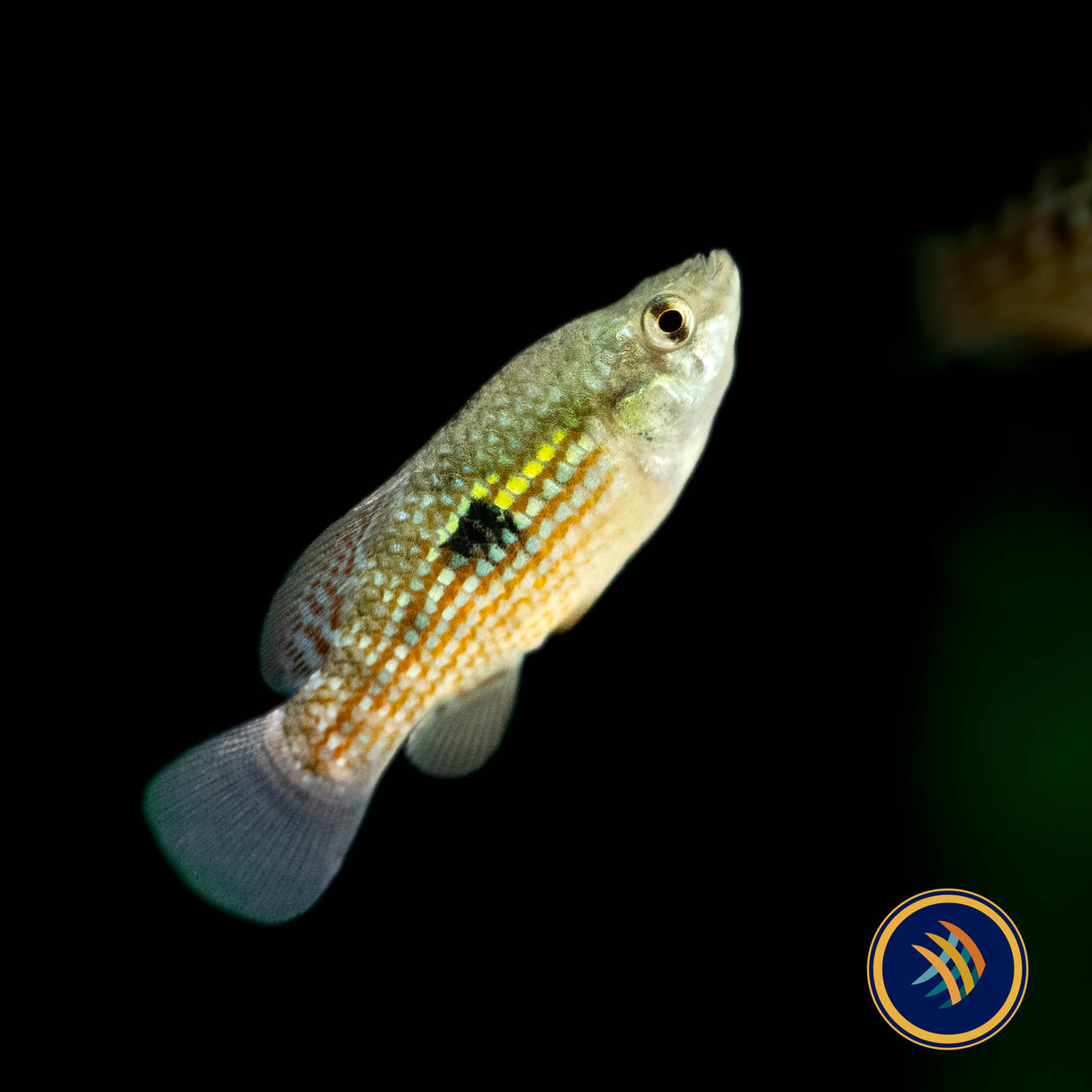 American Flagfish (Jordanella floridae) 4.5cm | Rainbowfish Killifish & Danios | Largest Tropical Fish Selection at Your Local Fish Store
