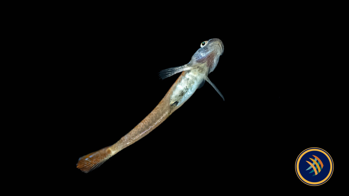 Annie’s Dwarf Goby (Stiphodon annieae) 3-4cm | Other Livestock | Largest Tropical Fish Selection at Your Local Fish Store