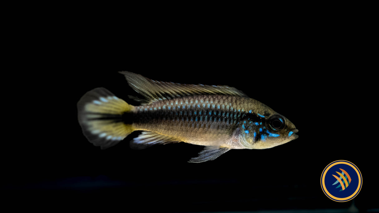 Apistogramma Agassizii "Double Red" 5cm | Cichlids Badis & Gouramis | Largest Tropical Fish Selection at Your Local Fish Store