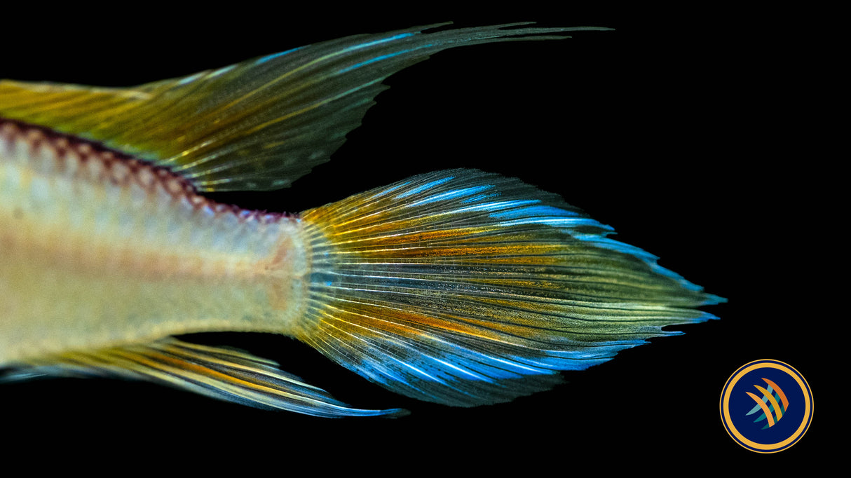 Apistogramma Agassizi "Fire Red" | Cichlids Badis & Gouramis | Largest Tropical Fish Selection at Your Local Fish Store