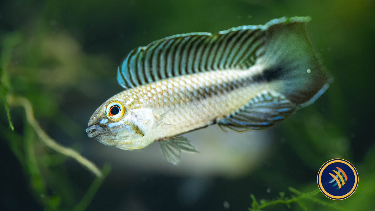 Apistogramma Iniridae (Aquarium Glaser) | Cichlids Badis & Gouramis | Largest Tropical Fish Selection at Your Local Fish Store