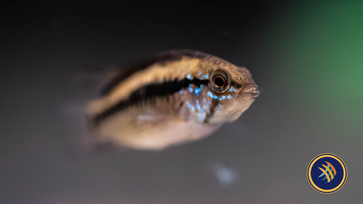 Apistogramma Macmasteri Pairs | Cichlids Badis & Gouramis | Largest Tropical Fish Selection at Your Local Fish Store