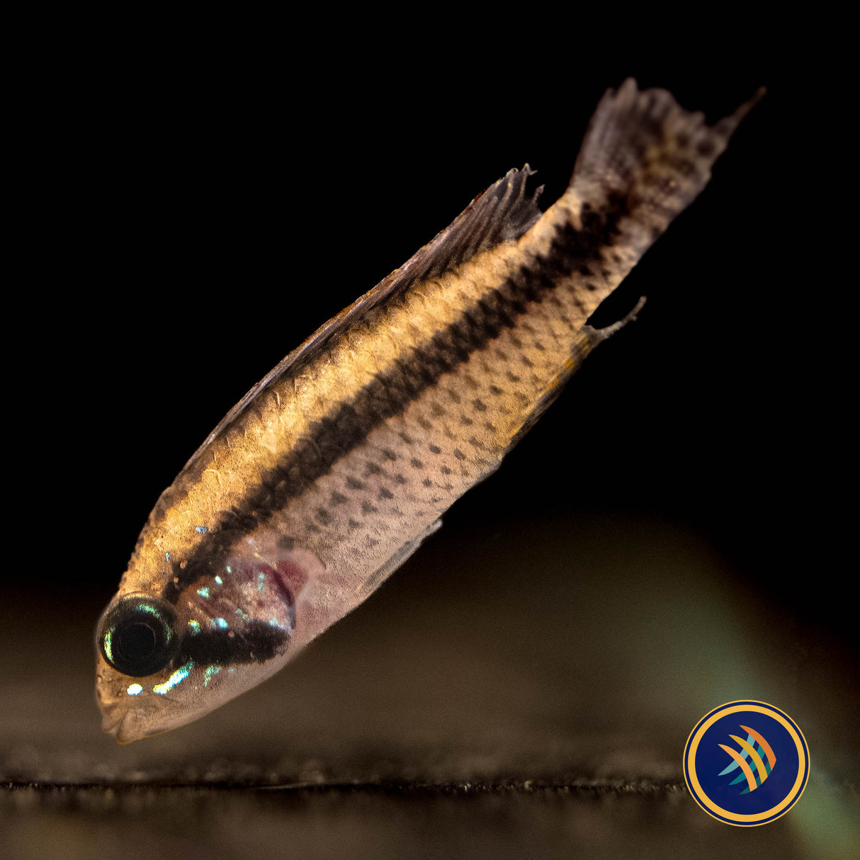 Apistogramma Psammophila | Cichlids Badis & Gouramis | Largest Tropical Fish Selection at Your Local Fish Store