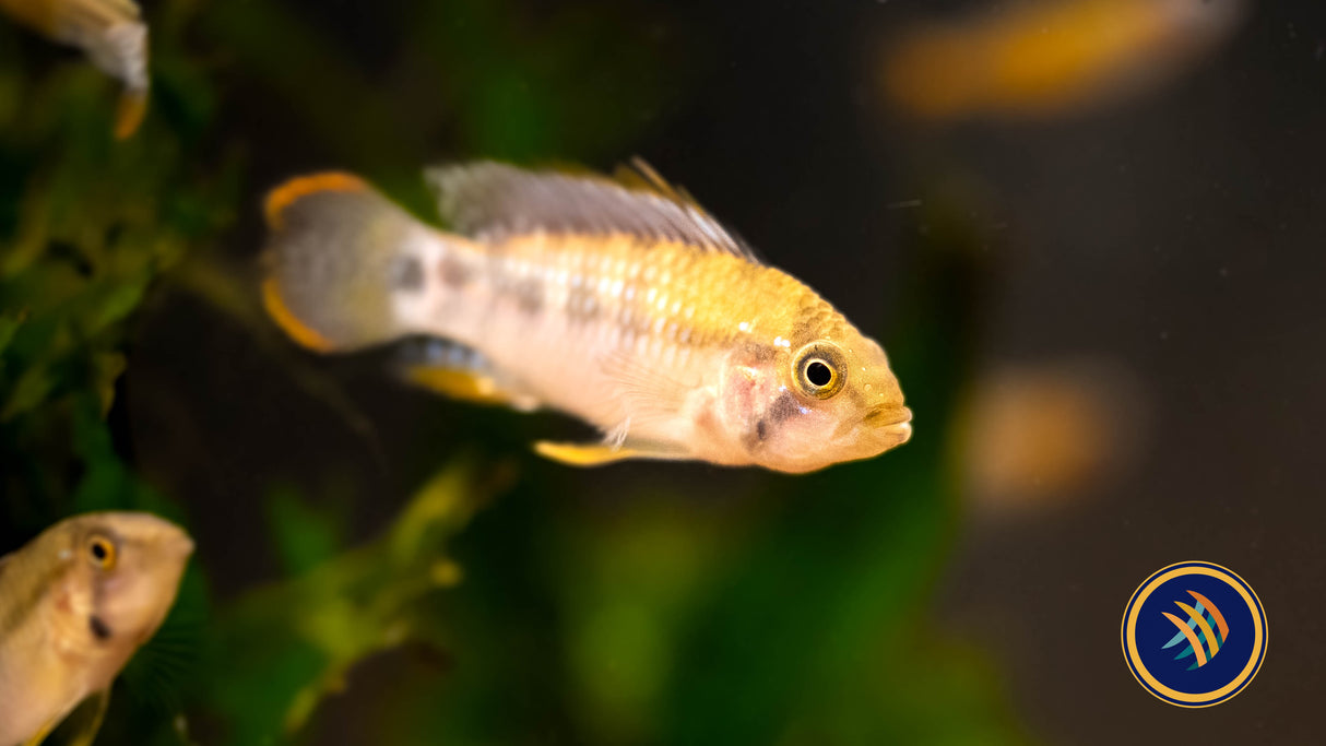 Apistogramma Baenschi 'Inka I' Pairs Med-Large Aquarium Glaser | Cichlids Badis & Gouramis | Largest Tropical Fish Selection at Your Local Fish Store