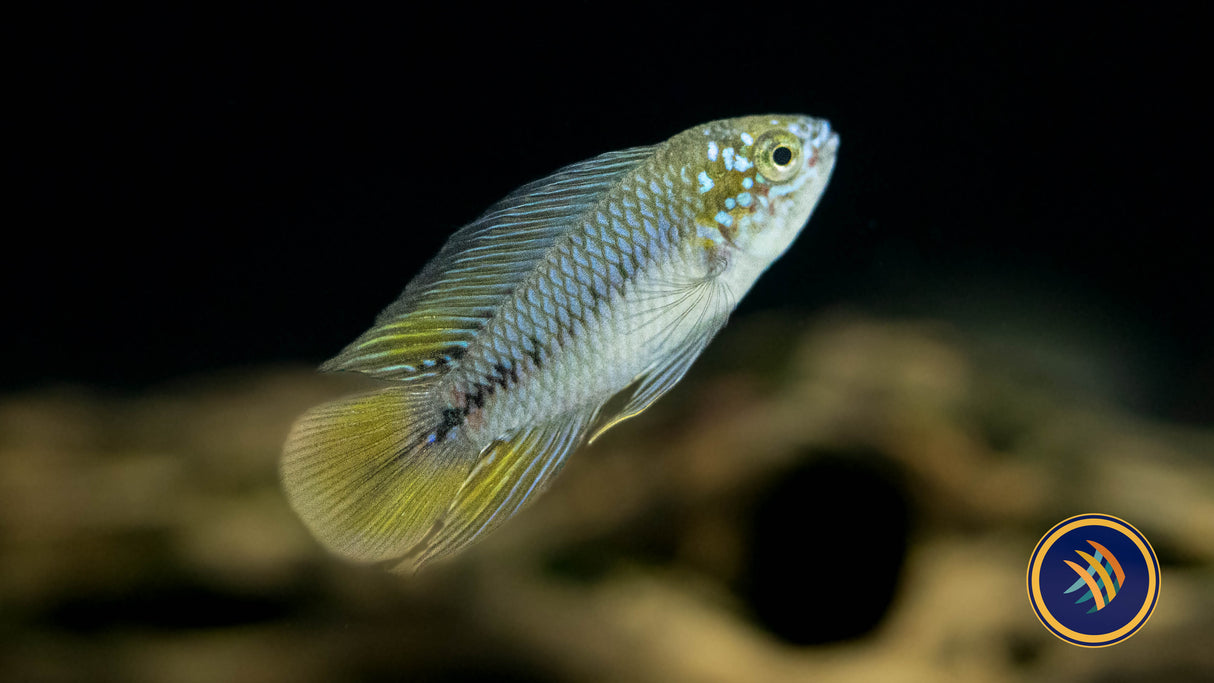 Apistogramma Borelli Opal Pairs 2.5-4cm | Cichlids Badis & Gouramis | Largest Tropical Fish Selection at Your Local Fish Store