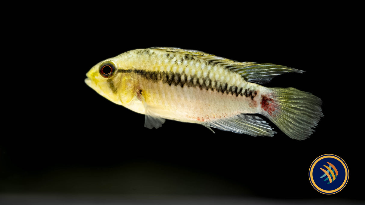 Apistogramma Hongsloi | Cichlids Badis & Gouramis | Largest Tropical Fish Selection at Your Local Fish Store