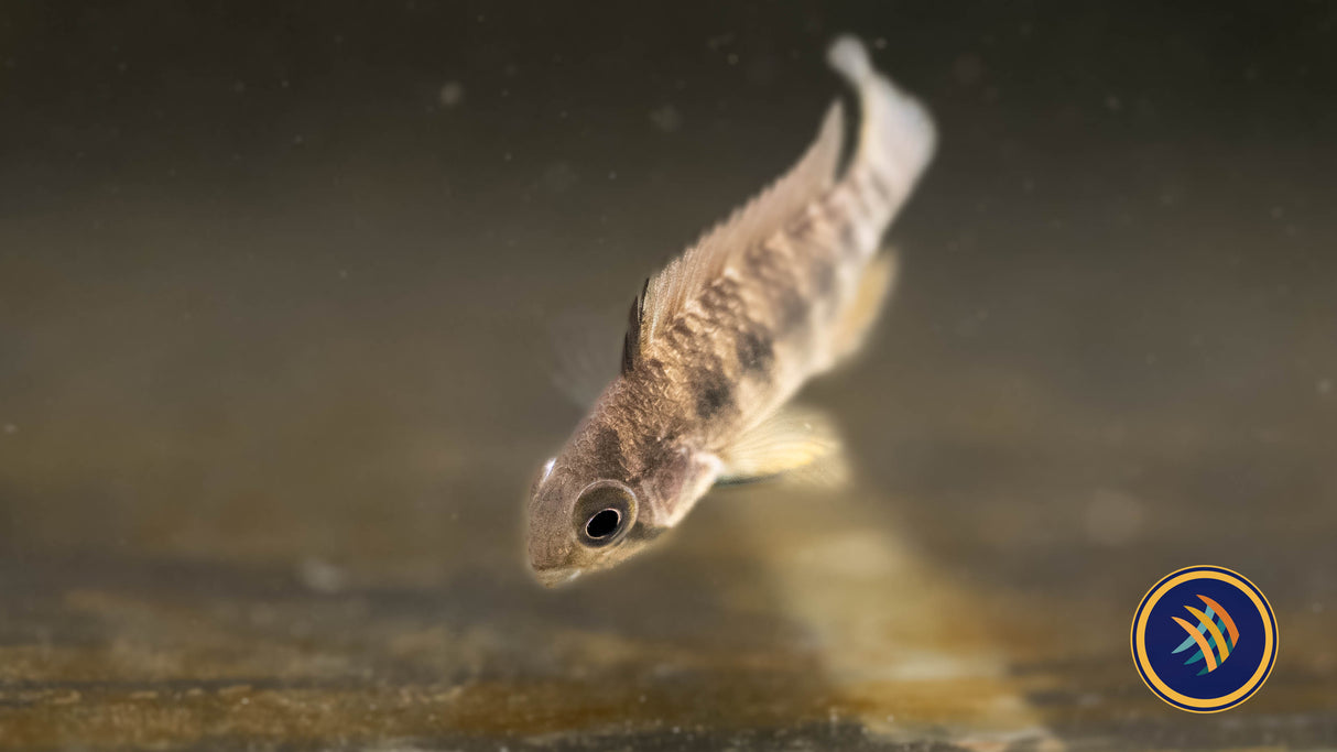 Apistogramma Lineata 5-7cm | Cichlids Badis & Gouramis | Largest Tropical Fish Selection at Your Local Fish Store