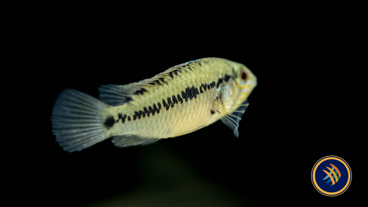 Apistogramma sp. D50 4cm-6.5cm | Cichlids Badis & Gouramis | Largest Tropical Fish Selection at Your Local Fish Store
