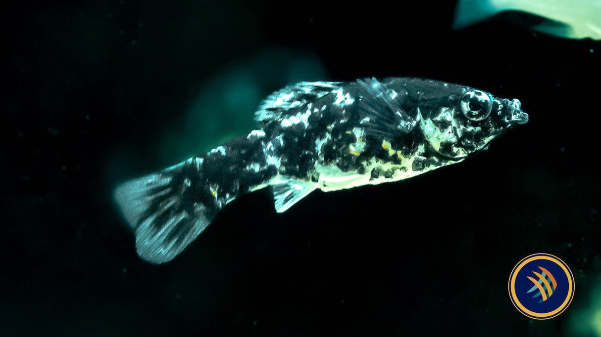 Premium Assorted Sailfin Molly | Livebearers | Largest Tropical Fish Selection at Your Local Fish Store