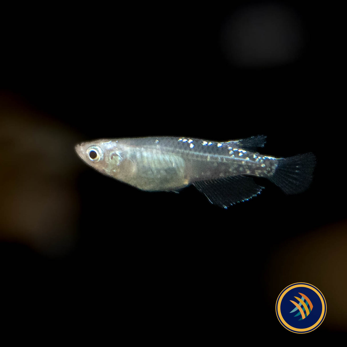 Assorted Medaka Ricefish | Other Livestock | Largest Tropical Fish Selection at Your Local Fish Store