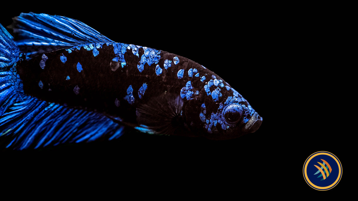 Betta Avatar Nebula Male HMPK | Bettas | Largest Tropical Fish Selection at Your Local Fish Store