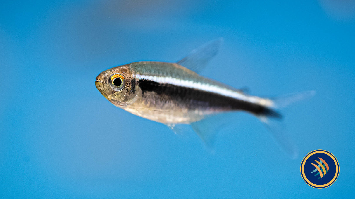 Black Neon Tetra (Hyphessobrycon herbertaxelrodi) 1.8-2cm | Tetras Rasboras & Pencilfish | Largest Tropical Fish Selection at Your Local Fish Store