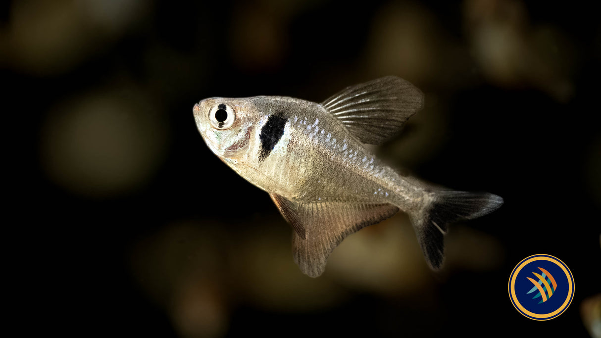 Black Phantom Tetra 3-4cm | Tetras Rasboras & Pencilfish | Largest Tropical Fish Selection at Your Local Fish Store