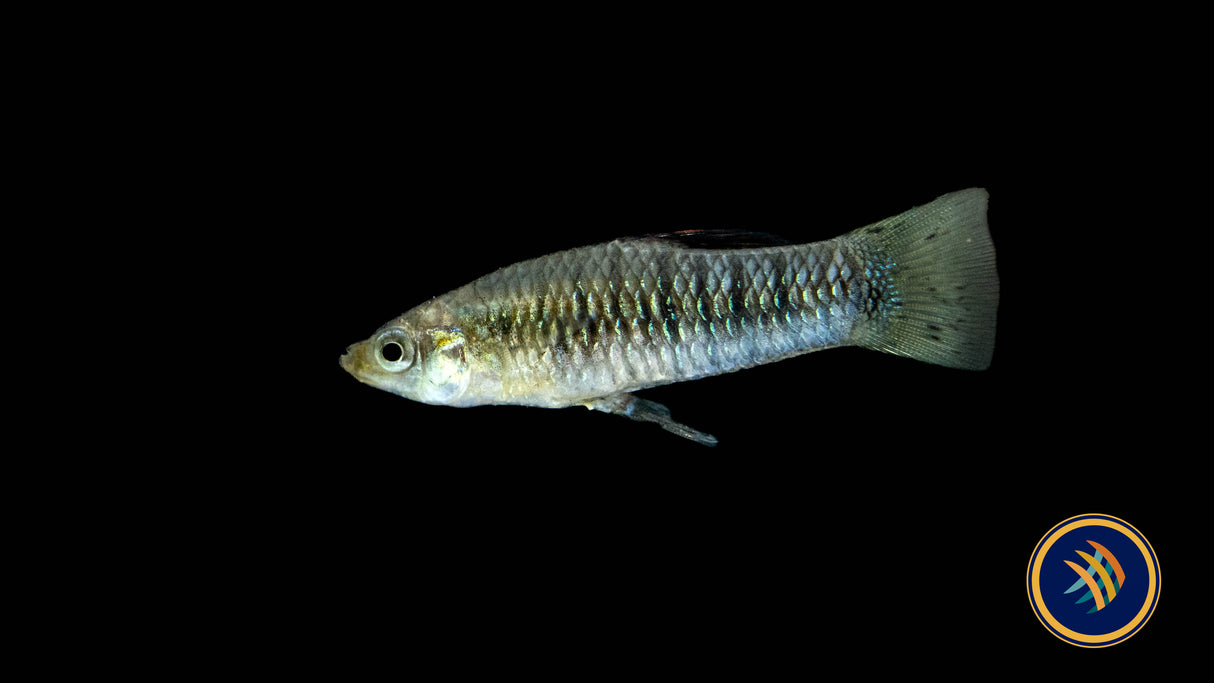 Black-Barred Molly (Limia perugiae) Large (Aquarium Glaser) | Livebearers | Largest Tropical Fish Selection at Your Local Fish Store