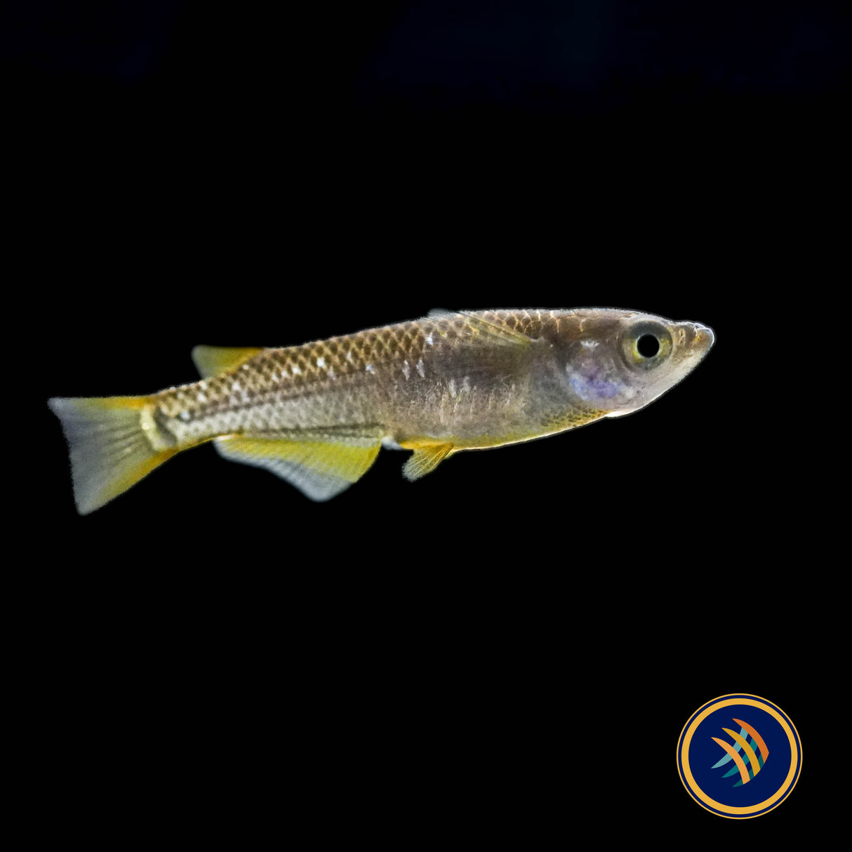 Black Golden Medaka Rice Fish (Oryzias latipes)