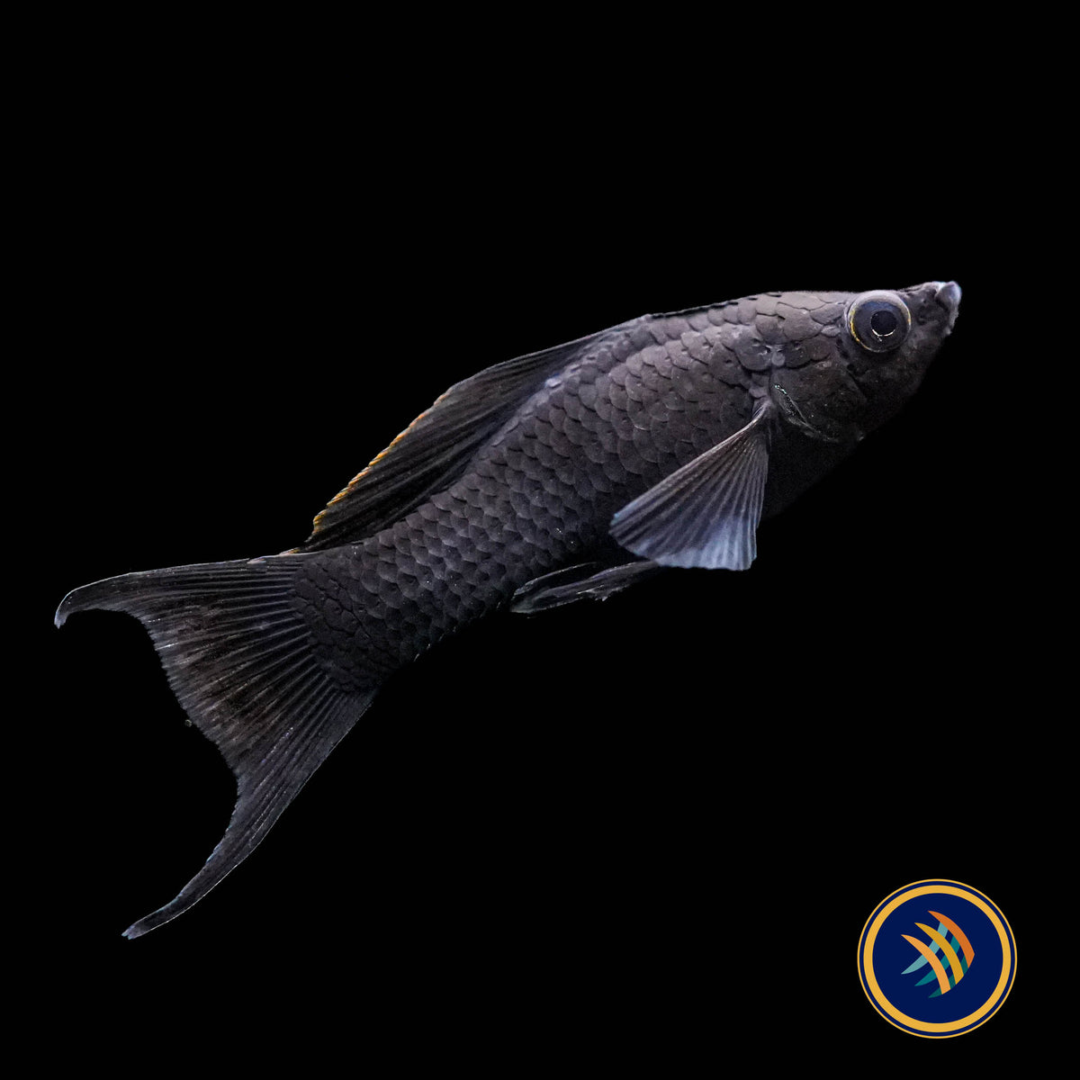 Black Lyretail Sailfin Molly (Poecilia sphenops)