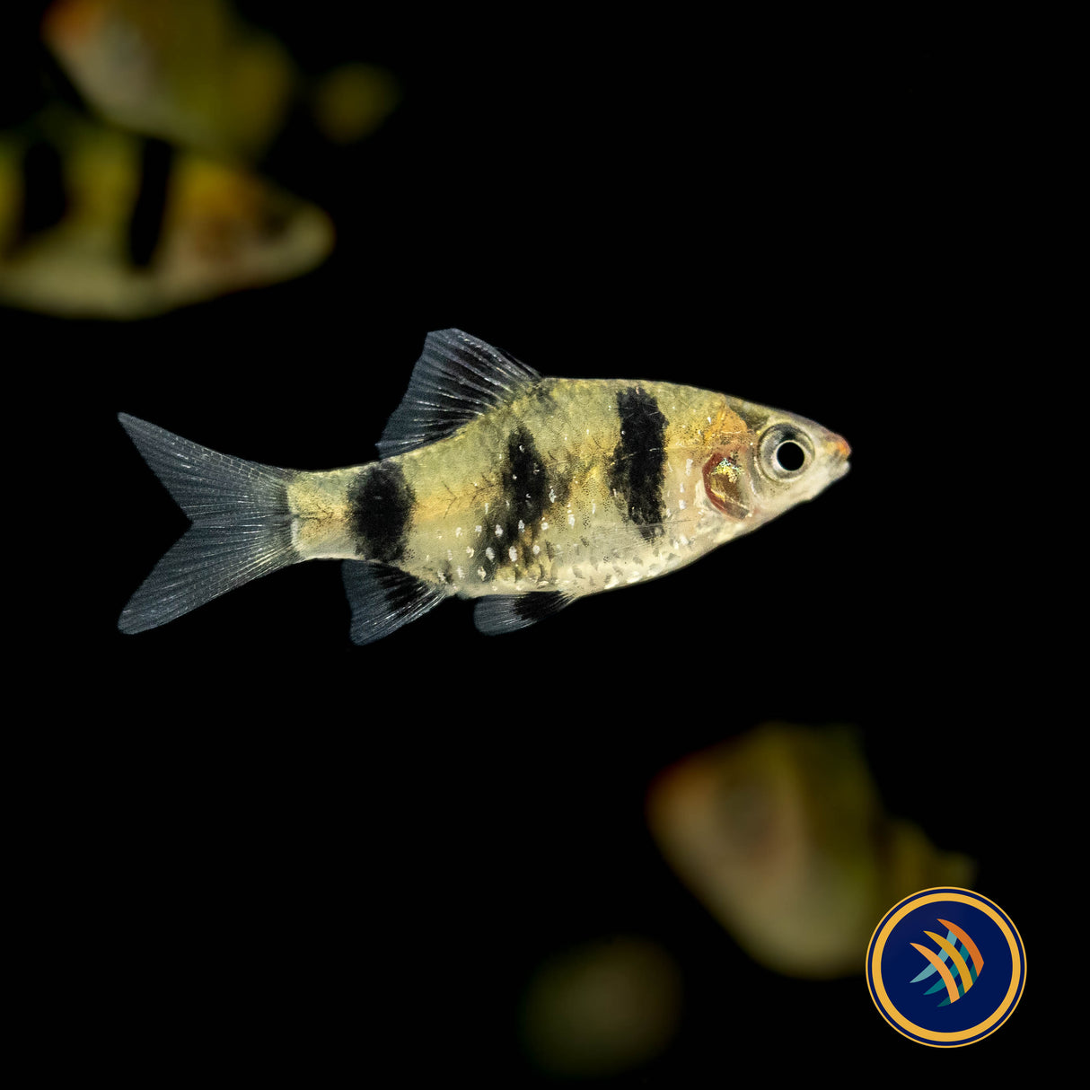 Black Ruby Barb 2.5cm (Pethia nigrofasciata) | Goldfish Barbs & Minnows | Largest Tropical Fish Selection at Your Local Fish Store